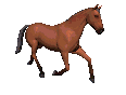 Our horses