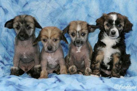 Chester, Chiili, Chicco a Chubby z Kamilova dvora