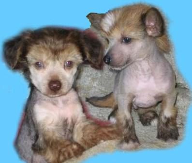 Natty a Nick in-in Pet