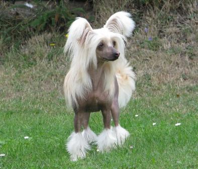 Jch.Isabell Gavany s  Bohemia