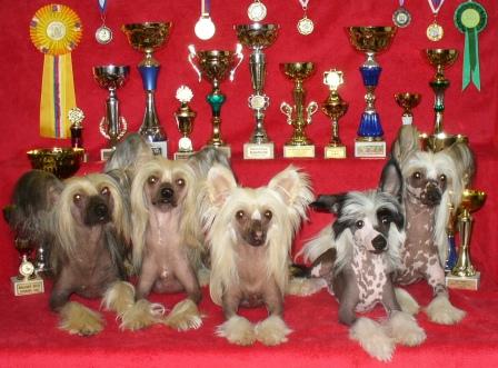Our Chinese crested dogs